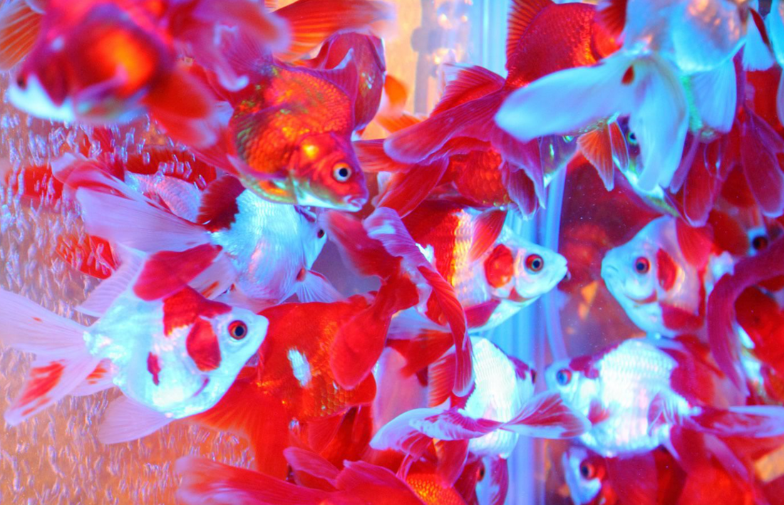 オンラインショップ開設のお知らせ